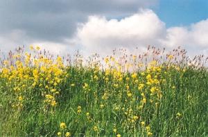 Copyright �2026 Gerard van den Berge