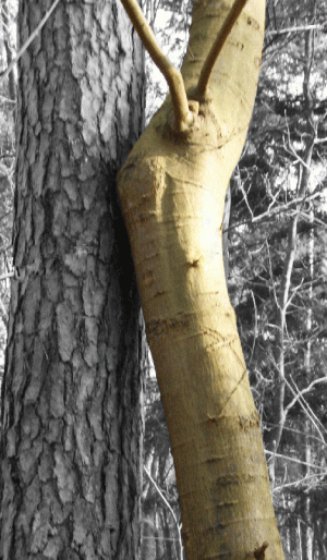 Copyright 2025 Willemien  Bierman